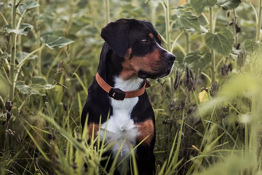 Cane con collare con GPS PAJ in un campo