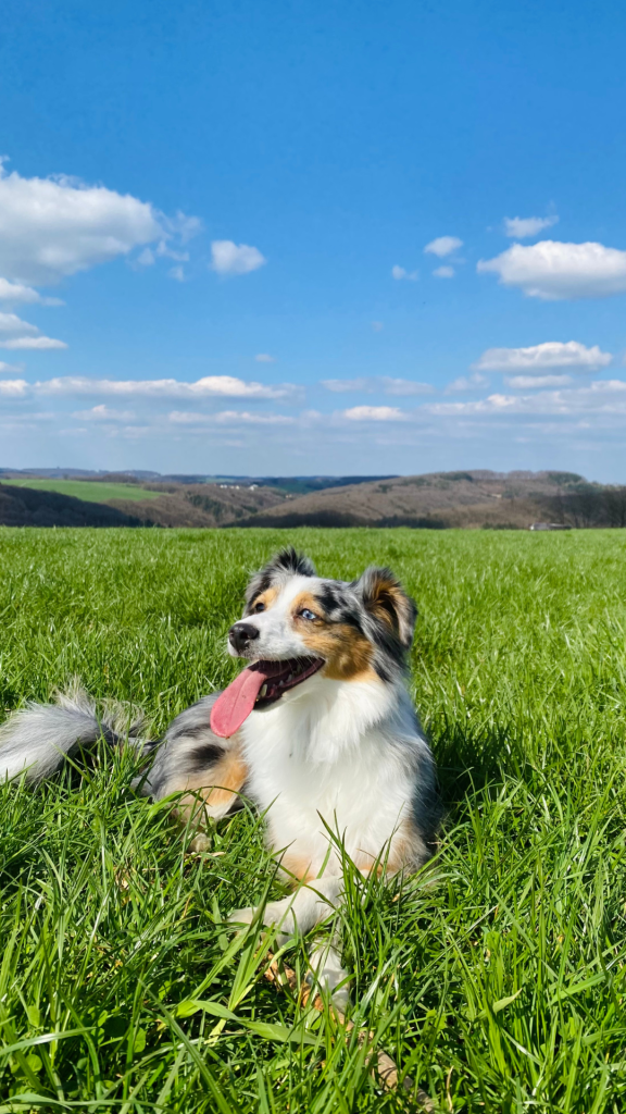 Localizzatore GPS per cani