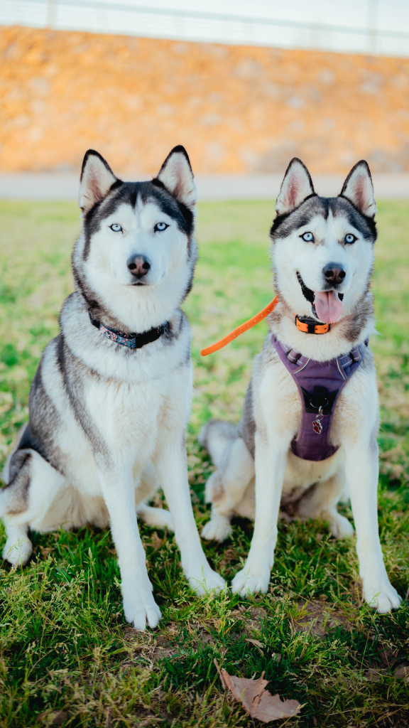 Localizzatore GPS per cani