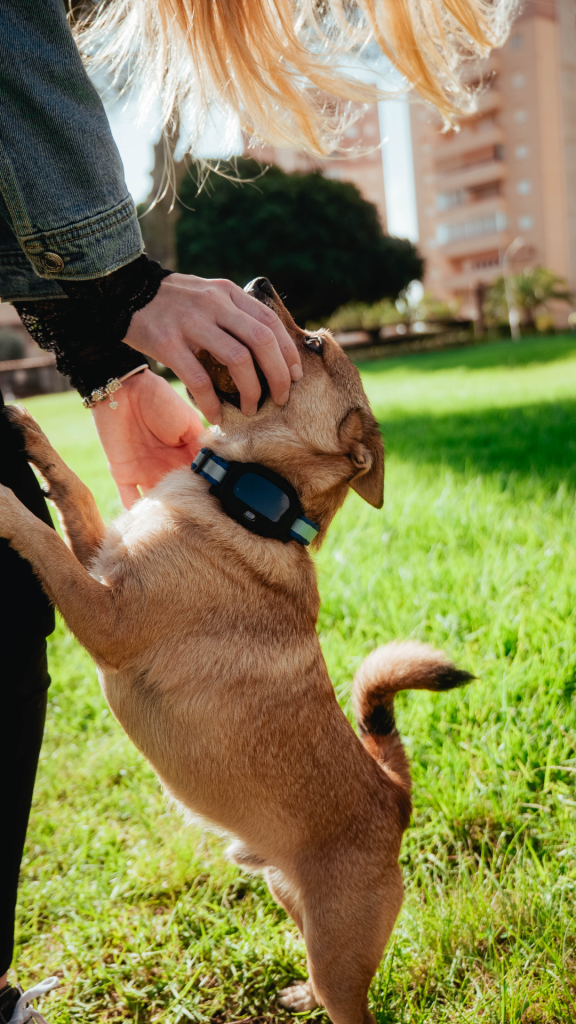 Localizzatore GPS per cani