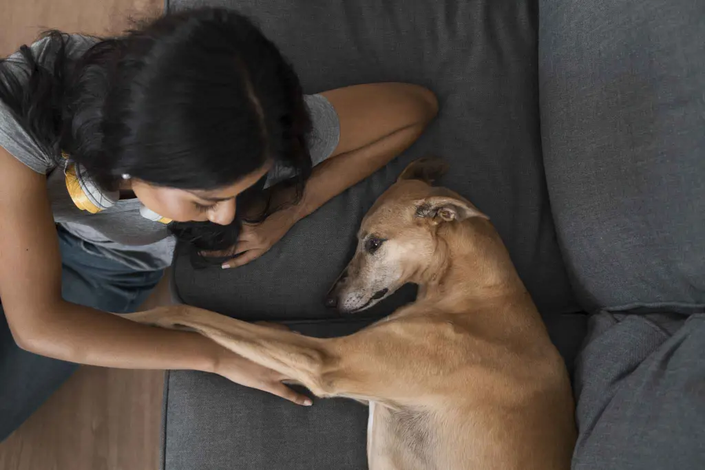 importanza dei GPS per cani per spaesamenti al ritorno dalle vacanze