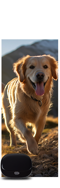 Localizzatori GPS per cani