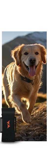 Localizzatori GPS per cani PAJ GPS Tracker