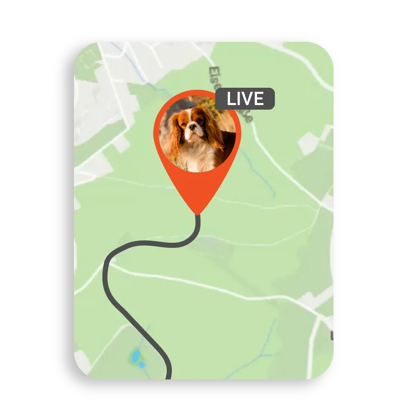 localizzazione tempo reale del cane con GPS da app