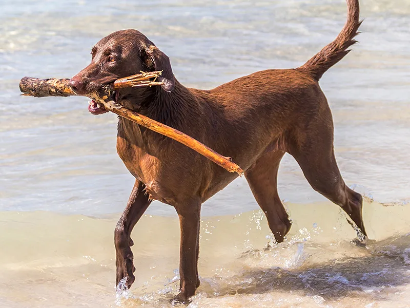 cane da riporto nell'acqua con gps PAJ
