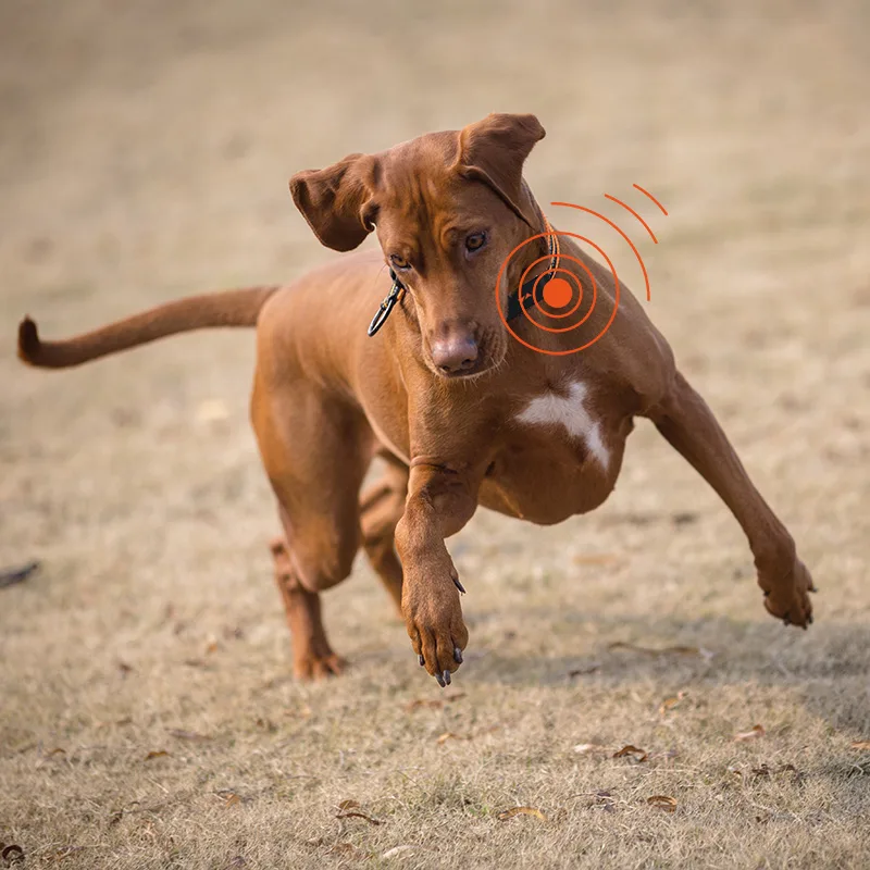 cucciolo cane con GPS PAJ per localizzazione