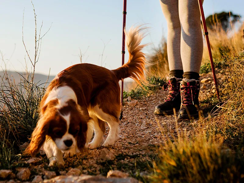 cane con GPS su percorso di trekking