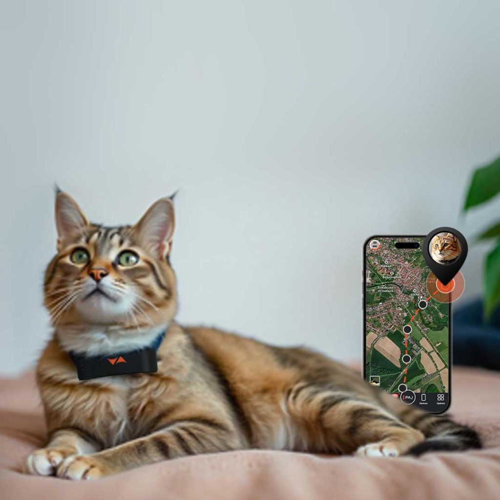 Gatto con collare GPS per gatti PAJ, localizzazione tempo reale