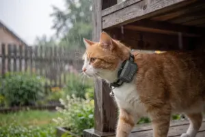 Gatto con localizzatore GPS perso sotto la pioggia