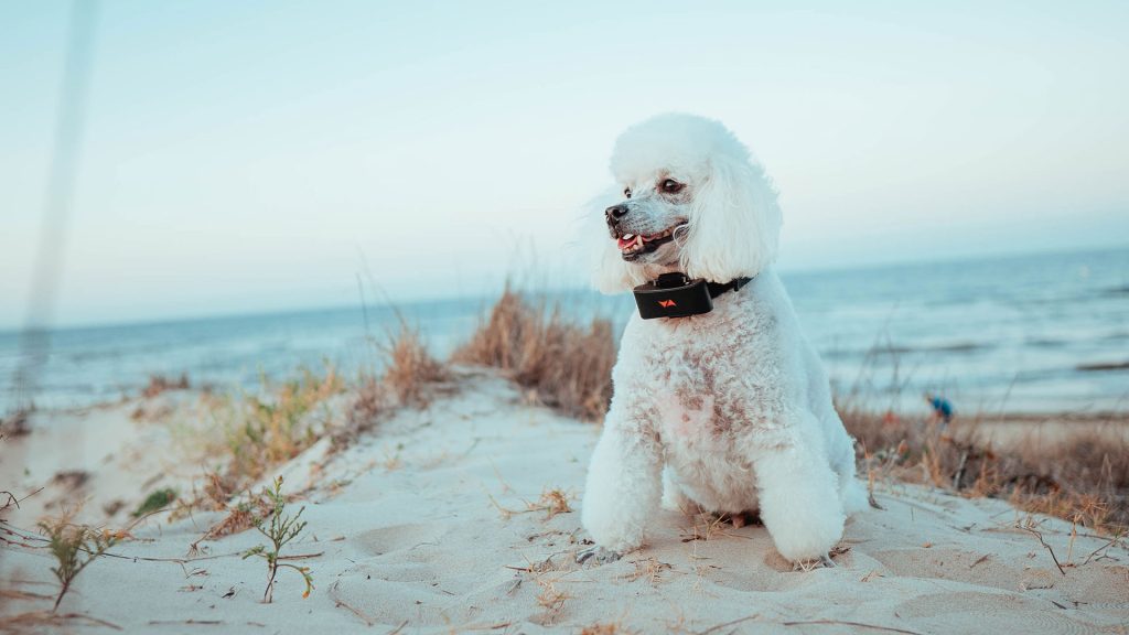 GPS per cane da attaccare al collare del cane