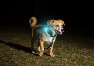 Cane con localizzatore GPS PAJ e luce LED