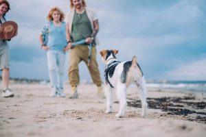 Cane con collare GPS PAJ in spiaggia con famiglia