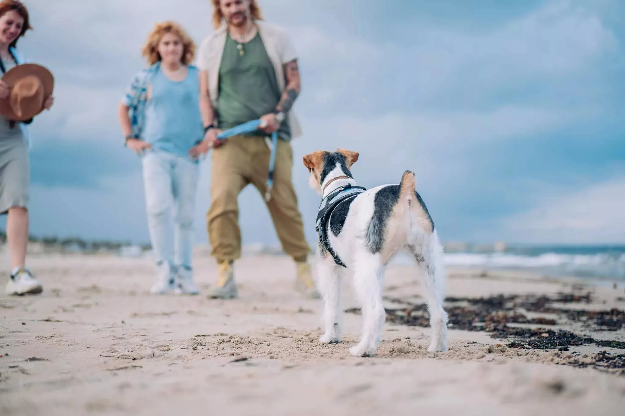Cane con collare GPS PAJ in spiaggia con famiglia