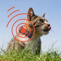 Gatto con collare GPS e segnale di localizzazione
