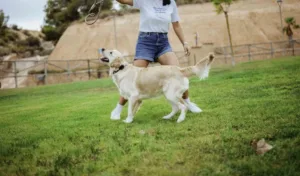 GPS per cani per evitare movimenti in aree con forasacchi