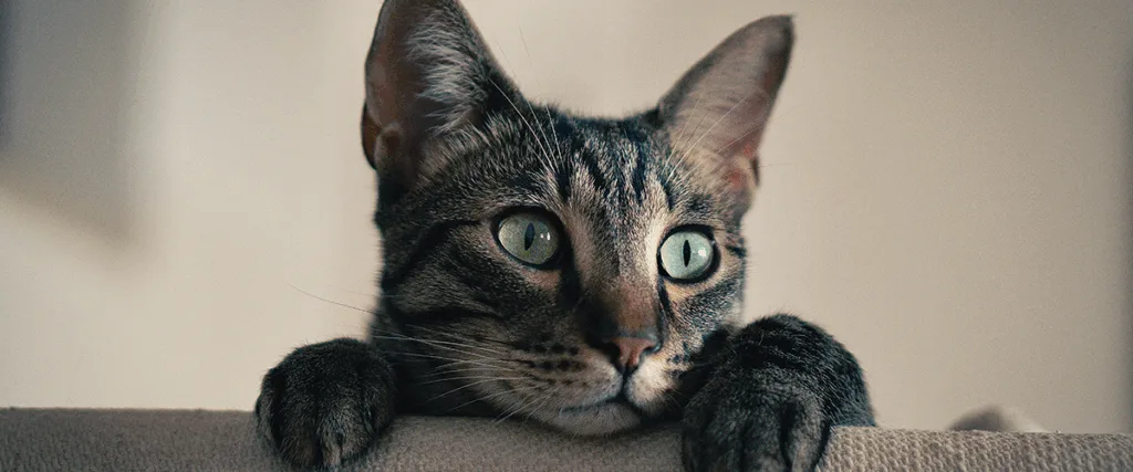 Gatto smarrito con gpa paj