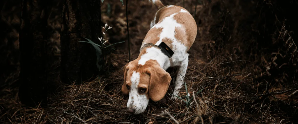 cane segugio da caccia e tartufo con collare GPS nel bosco