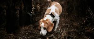 cane segugio da caccia e tartufo con collare GPS nel bosco