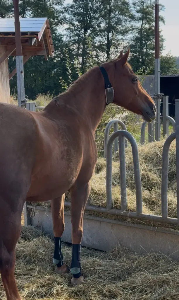 PAJ stories horse