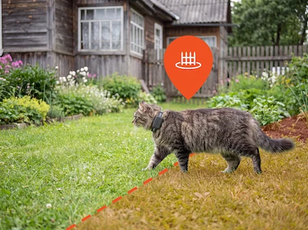 Gatto protetto dal localizzatore GPS PAJ che sta segnalando superamento zona sicura