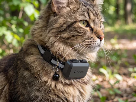 Gatto marrone protetto dal localizzatore GPS per gatti PAJ attaccato al collarino