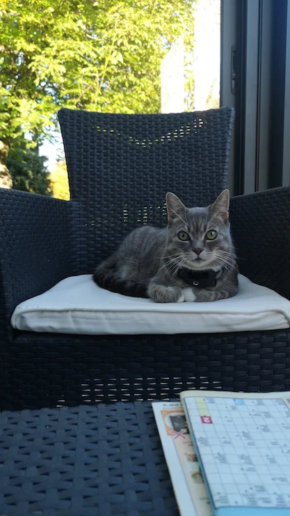 Gatto grigio seduto tranquillo su sedia