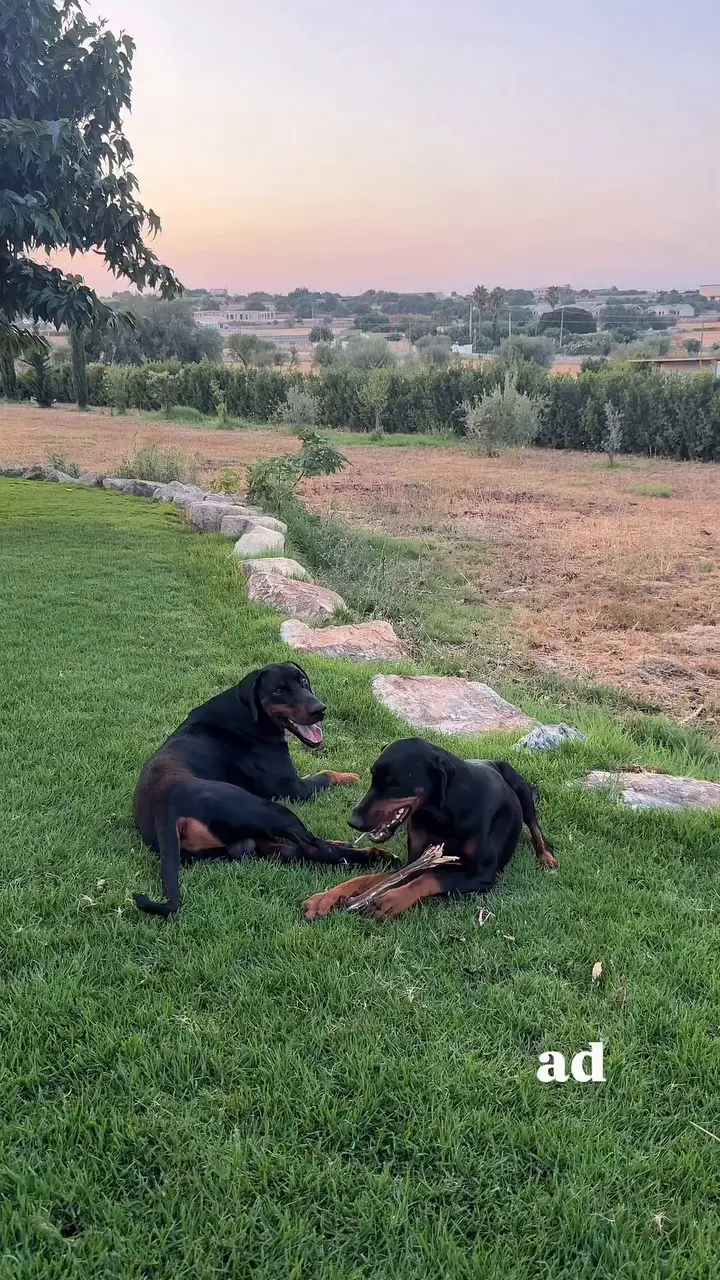 PET FINDER MINI IT @dobermania