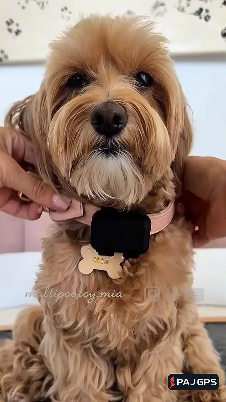PET FINDER MINI IT @maltipootoy